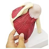 Modelo Anatomico Humano Modelo De Anatomia Muscular Do Esqueleto Da Articulação Do Ombro Humano Recursos De Ensino De Ciências Médicas Para Exibição E Estudo Ferramenta De Ensino Modelo Humano