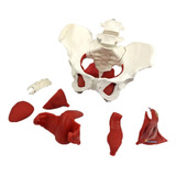 Modelo Anatomico Medico Da
