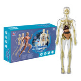 Modelo Anatômico Montar Torso Corpo Humano Esqueleto 3d Luxo