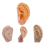Modelo Anatômico Orelha Acupuntura Auricular Treino Escola
