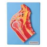 Modelo Anatômico Secção Mediana Articulação Ombro Anatomic