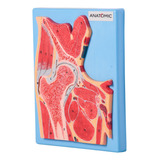 Anatomic