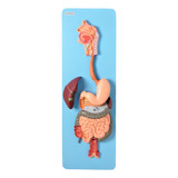 Anatomic