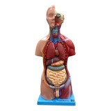 Modelo Anatomico Torso De 45cm Bissexual 25 Partes Anatomia