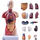 Modelo Anatômico Torso Humano Assexuado E Órgãos 26cm 15 Partes Com Suporte