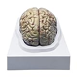 Modelo Cerebral Anatomia Humana