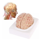 Modelo Cerebro Anatomia Corpo