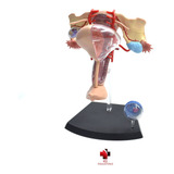 Modelo Corpo Humano Órgão Reprodutor Feminino 4d Master