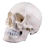 Mandibula