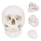 Modelo Cranio Caveira Branco