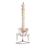 anatomy