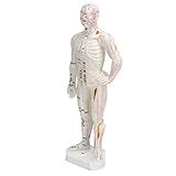 Modelo De Acupuntura Profissional De Corpo Humano De PVC Portátil Meridian Points Para Aulas De Ciências