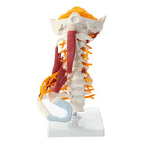 Modelo De Anatomia Da Coluna Cervical