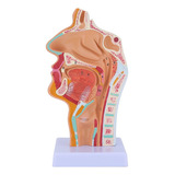   Modelo De Anatomia Da Garganta Da Cavidade Nasal  