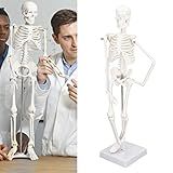 Modelo De Anatomia De Esqueleto Humano