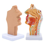 Modelo De Anatomia De