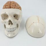 Modelo De Cerebro De