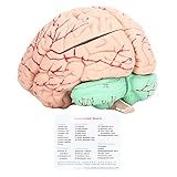 Modelo De Cérebro Humano  Modelo De Anatomia Do Cérebro Humano Anatomia Para Crianças Estudo De Neurociência Modelo Dedicado De Crânio Para Casa Escolar Material De PVC