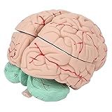 Modelo De Cérebro Humano  Modelos