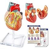 Modelo De Coração Humano Para Anatomia Modelos De Coração De 2 Partes Anatomia Tamanho Real Modelo De Coração Médico