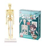 Modelo De Corpo Humano Esqueleto Montagem Simples Kit De Ferramentas De Aprendizagem Modelo De Anatomia Haste De Exibição Presente Educacional Material De Ensino