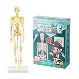 Modelo De Corpo Humano Esqueleto Montagem Simples Kit De Ferramentas De Aprendizagem Modelo De Anatomia Haste De Exibição Presente Educacional Material De Ensino Type1