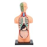 Modelo De Corpo Humano Modelo De Esqueleto Humano De Plástico Realista Modelo De Montagem Anatômica De órgãos Humanos Ferramentas De Aprendizagem Para Professores E Alunos