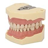 Modelo De Dentes De Demonstração Dentária