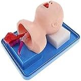 Modelo De Esqueleto D Modelo De Treinamento De Intubação Infantil Manequim De Intubação Manequim De Treinamento Simulador De Ensino Celular De Função Completa Para Treinamento De Primeiros