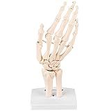 Modelo De Esqueleto Da Mão  Modelo De Articulação Da Mão Em PVC Para Aprender E Ensinar Anatomia Do Esqueleto Da Mão Humana  Articulação Ideal Da Mão E Ferramenta De Estudo ósseo