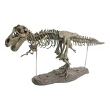 Modelo De Esqueleto De Dinossauro Conjunto De Fósseis De