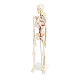 Modelo De Esqueleto Humano Flexível De 85 Cm  Brinquedo De Anatomia De PVC Com Detalhes Finos Com Suporte  Ideal Para Médicos E Estudantes