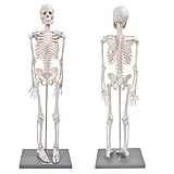 Modelo De Esqueleto Humano  Modelo De Esqueleto Humano De 85 Cm Com Suporte Ferramenta De Experiência Biológica Para Uso De Ensino Anatômico