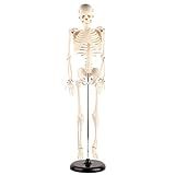 Modelo De Esqueleto Humano  Modelo De Esqueleto Humano De 85 Cm Com Suporte Ferramenta De Experimento Biológico Para Uso De Ensino Anatômico