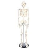 Modelo De Esqueleto Humano