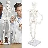 Modelo De Esqueleto Humano Para Anatomia