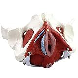 Modelo De Esqueleto Modelo Anatômico Tamanho Real Pelve Modelo Feminino Com Músculos Do Assoalho Pélvico Ginecologia Colorido Presente Médico Púbis E órgãos Removíveis Músculos Do Assoalho