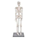Modelo De Esqueleto  Modelo De Esqueleto Humano De 85 Cm Com Suporte Para Experimentos Biológicos Para Uso Em Ensino Anatômico