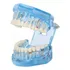 Modelo Dentári Boca Inteira Dente Dentista 