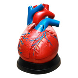 Modelo Do Coração Ampliado Em 5 Partes Anatomia