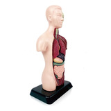Modelo Do Corpo Do Torso Humano Anatomia 8 Peças Body