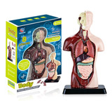 Modelo Do Corpo Do Torso Humano Anatomia Órgãos Internos Ana