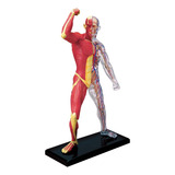 Modelo Do Corpo Humano Esqueleto E Músculos 4d Master