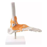 Ligamentos