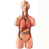 Modelo Esqueleto Corpo Humano Modelo 19 Peças Esqueleto Anatomia Humana Modelo Torso Modelo 4D Montagem Anatômica Modelo De órgãos Humanos Para Aula Alunos Ferramentas De Aprendizagem Material De