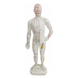 Modelo Humano Acupuntura Pontos Meridianos Boneco 27 Cm