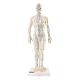 Modelo Humano Acupuntura Pontos Meridianos Boneco 50 Cm