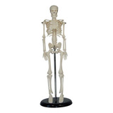 Modelo Mini Esqueleto Humano 45cm