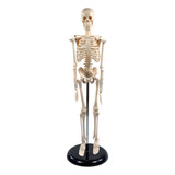 Modelo Mini Esqueleto Humano