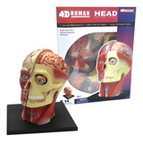 Anatomia